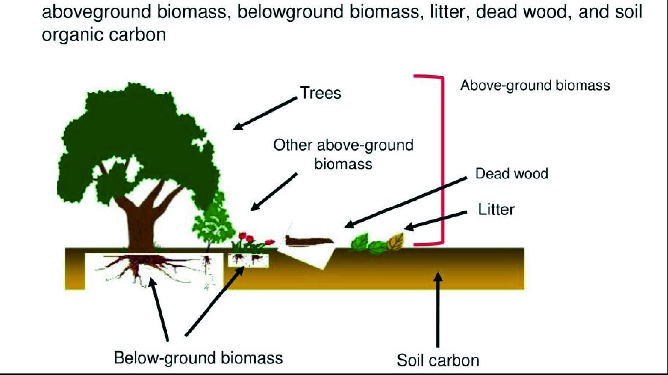 Above and Below Ground Biomass